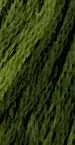 Green With Envy 1