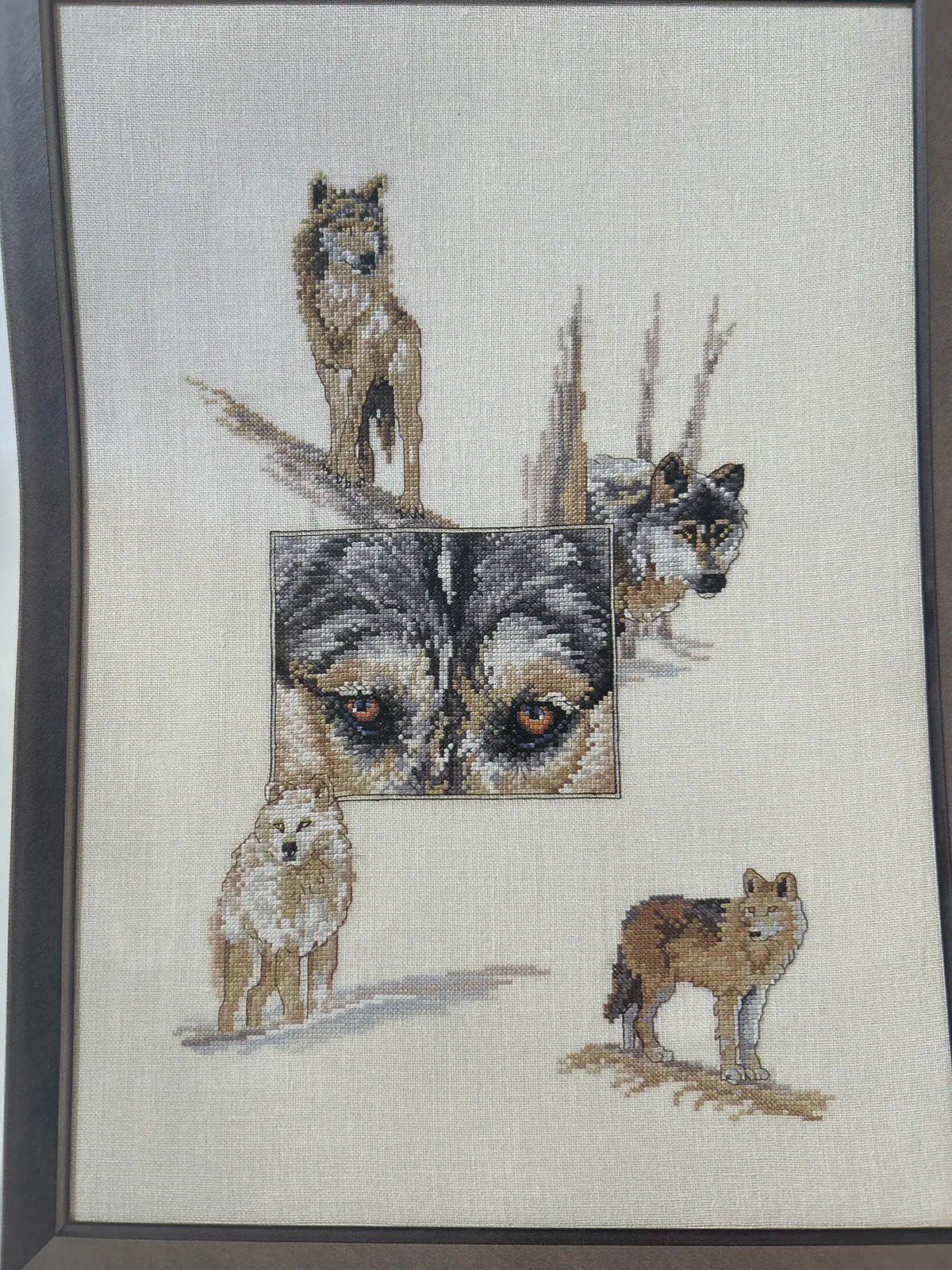Wolf And Wild Cats 1