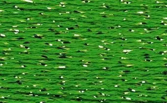 Sp112- Spring Green 1