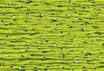 Sp146- Apple Green 1