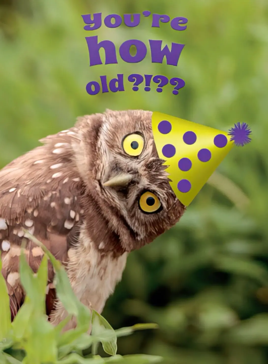 Funny Owl Birthday Card 1