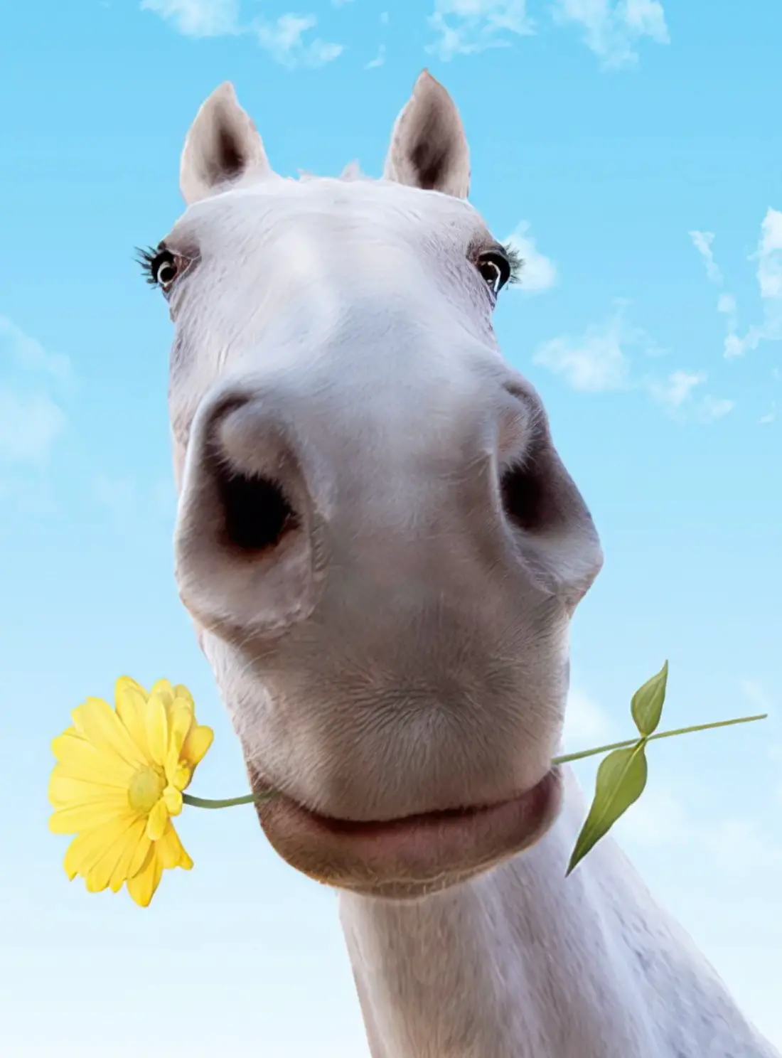 Horse Friendship Card 1