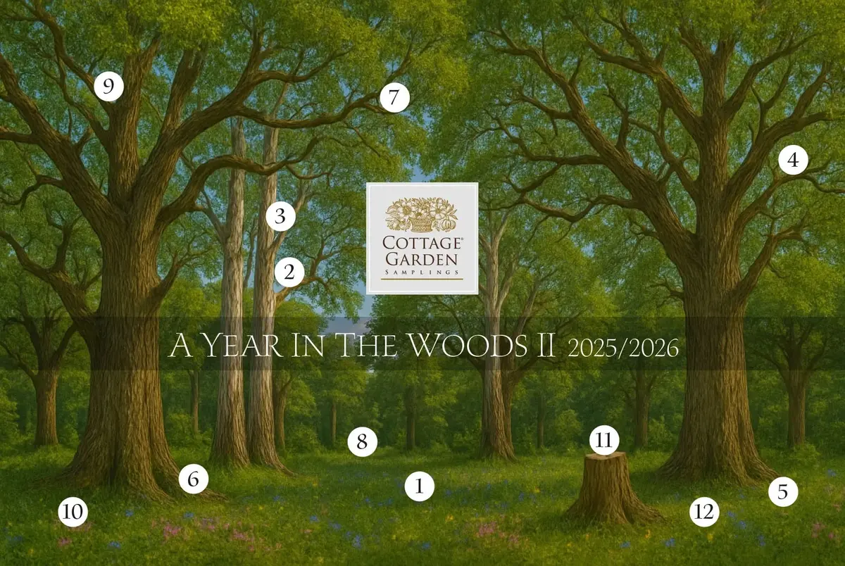 A Year In The Woods Ii Chart Subscription 1
