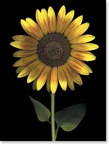 Sunburst Wishes Birthday Card 1
